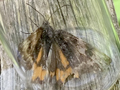 Light Orange Underwing